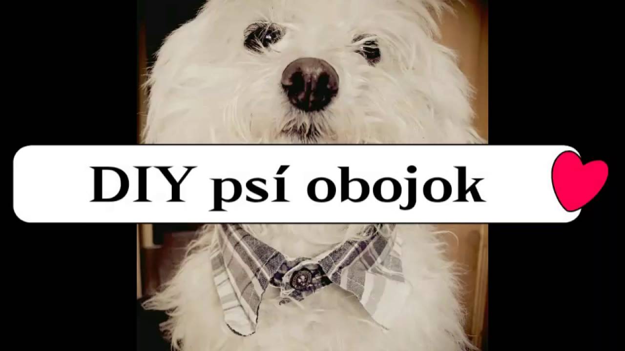 #1 | DIY Dog Collar / DIY psí obojok ?