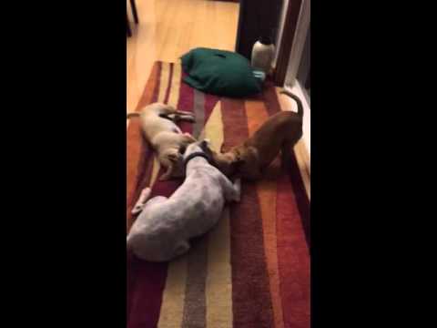 160504 small dogs lovings