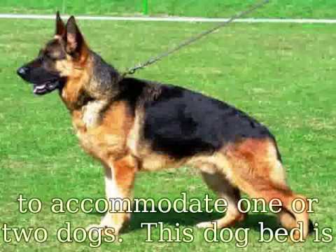 2 Dog Dog House