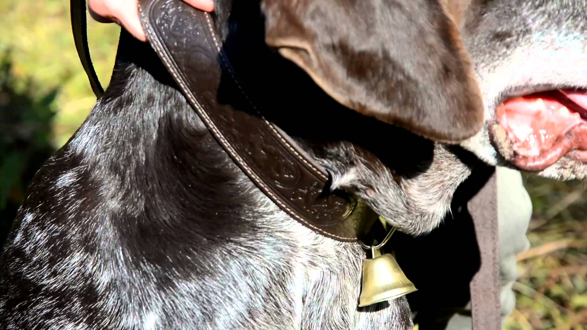 СКО-3 Кожаный ошейник с поводком/ SKO-3 Leather dog signal collar with a leash