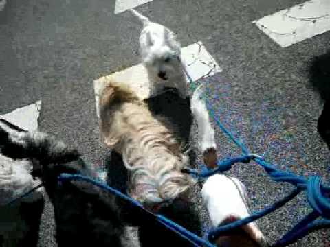 5 perros pequeños en mi manada