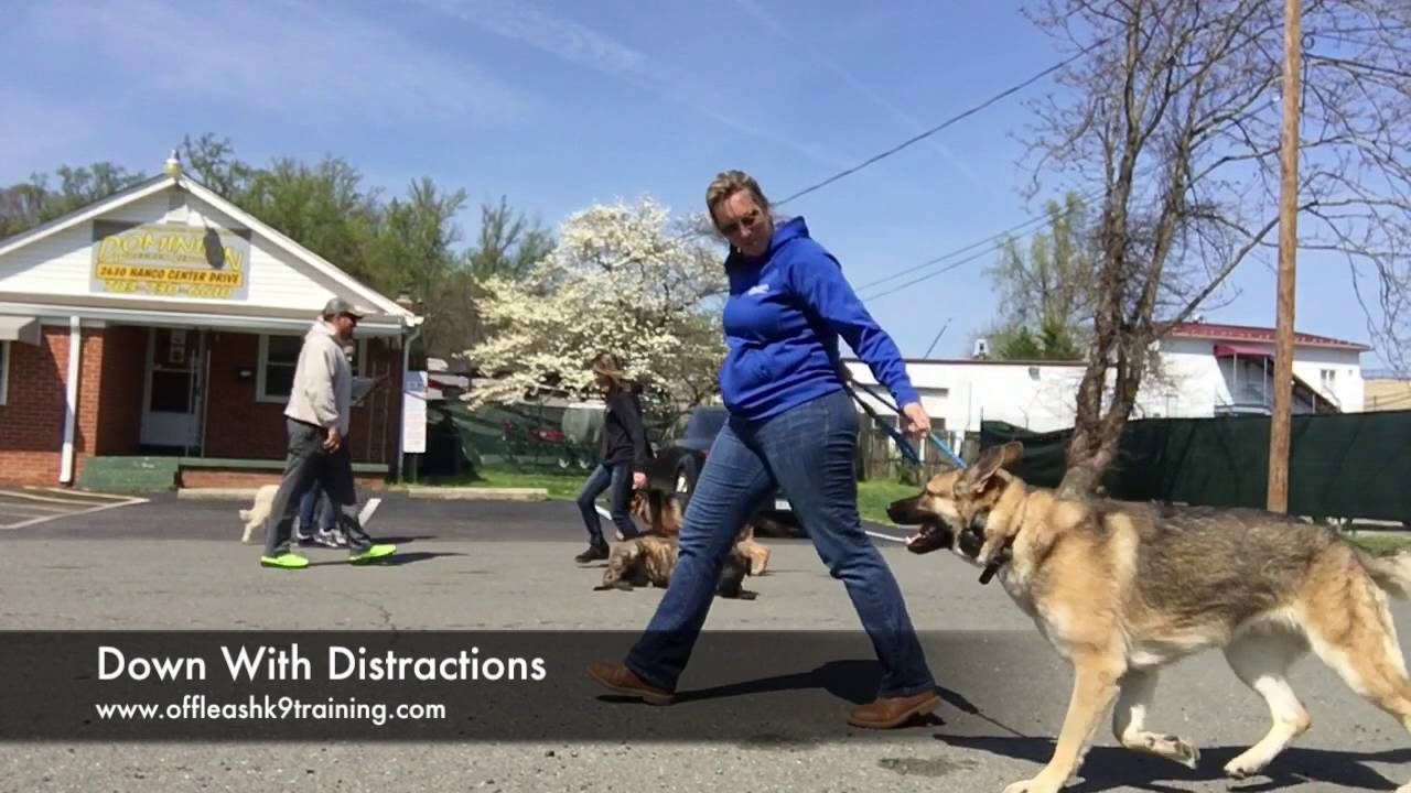 6-Month Old Mastiff, Duke! Mastiff Dog Trainers | Electronic Collar Training