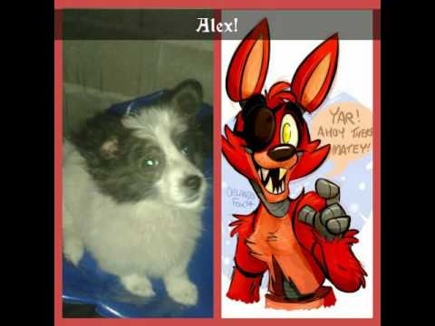 A small video with the dogs! (A collage)!?