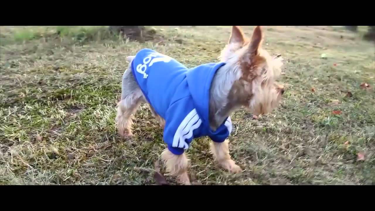 Adidog Clothing