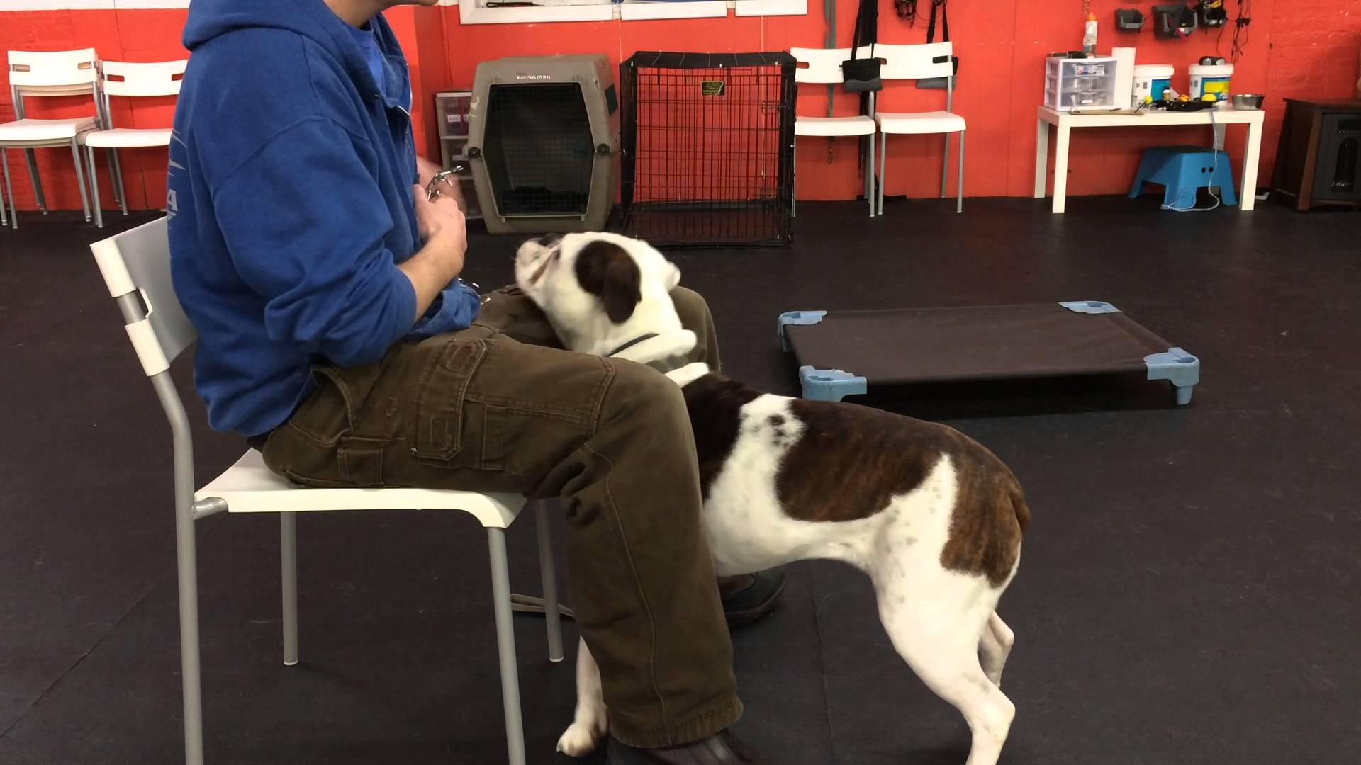 Aggressive Dog Collar Counter Conditioning