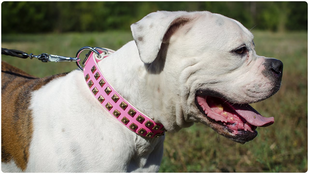 American Bulldog is super pretty in Pink Leather Dog Collar with Golden Studs!