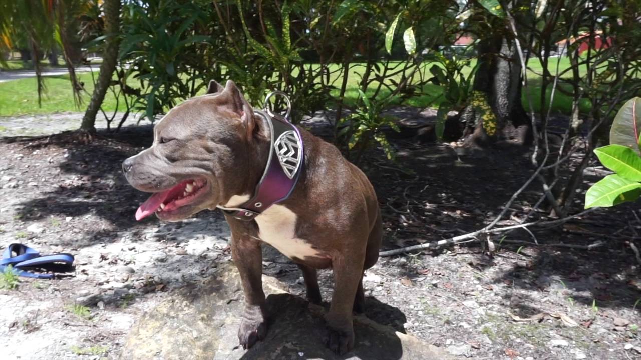 American Bully Maybach with custom collar