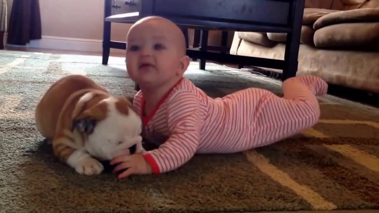 Animals and babies funny videos