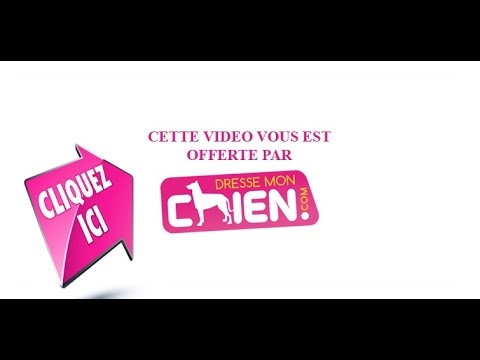 apprendre au chien à porter le collier