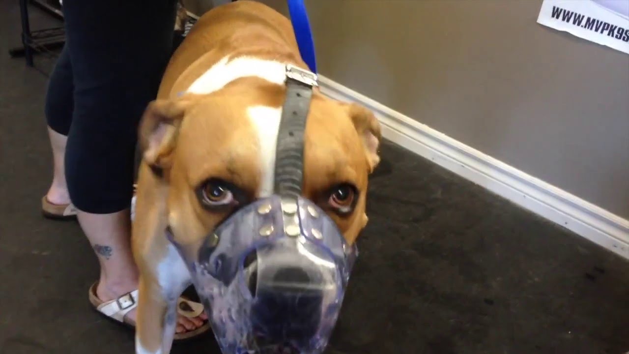 Attention Training A Fear Aggressive Dog With E Collar and Food