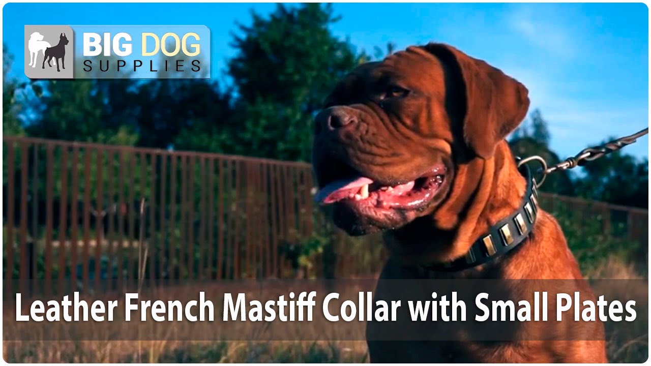 Awesome Dogue de Bordeaux (French Mastiff) in Elegant Leather Dog Collar