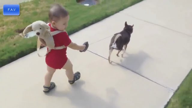 Babies Walking With Dogs – Cute Animal Names – Dog Breeds Pictures – All Breed Dog Grooming