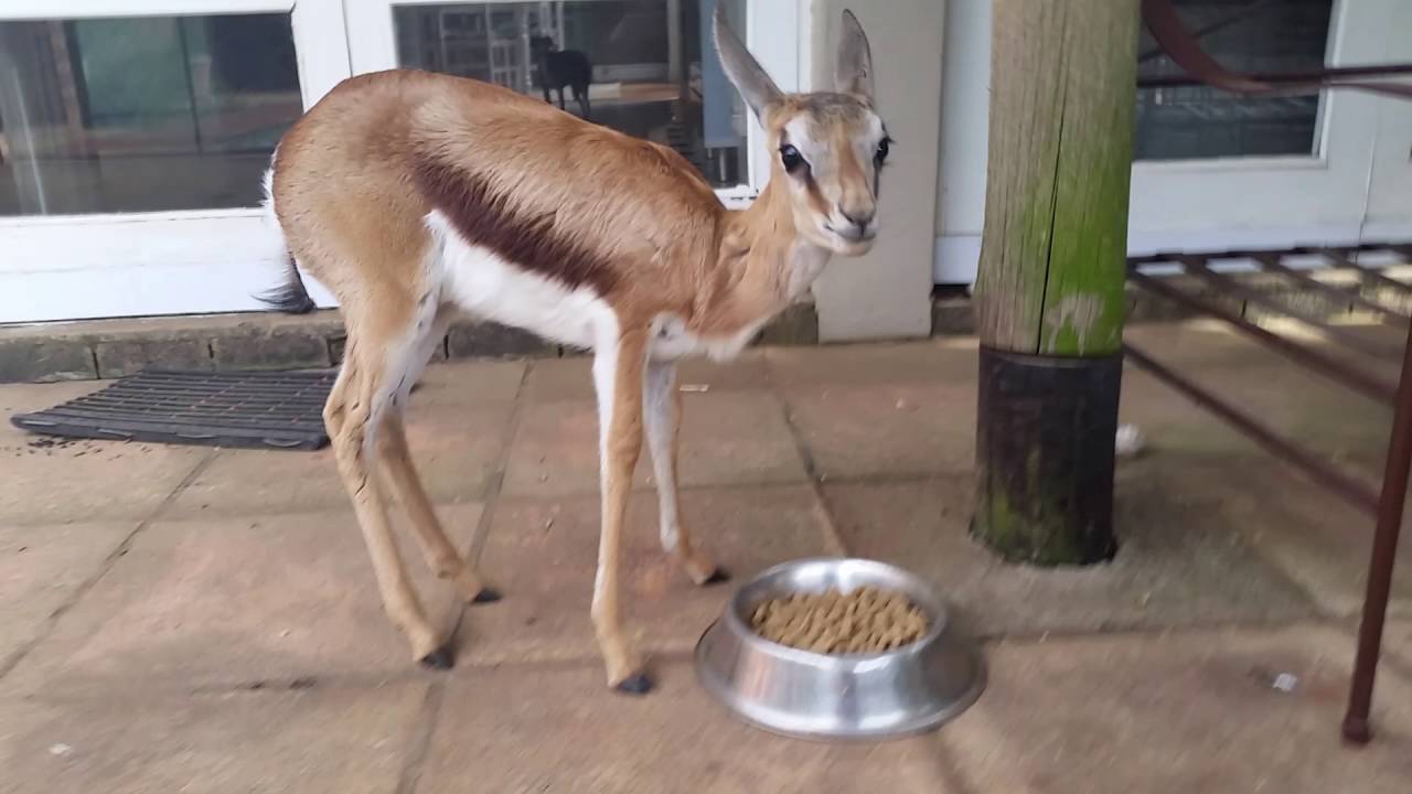 Baby Springbuck eating dog food