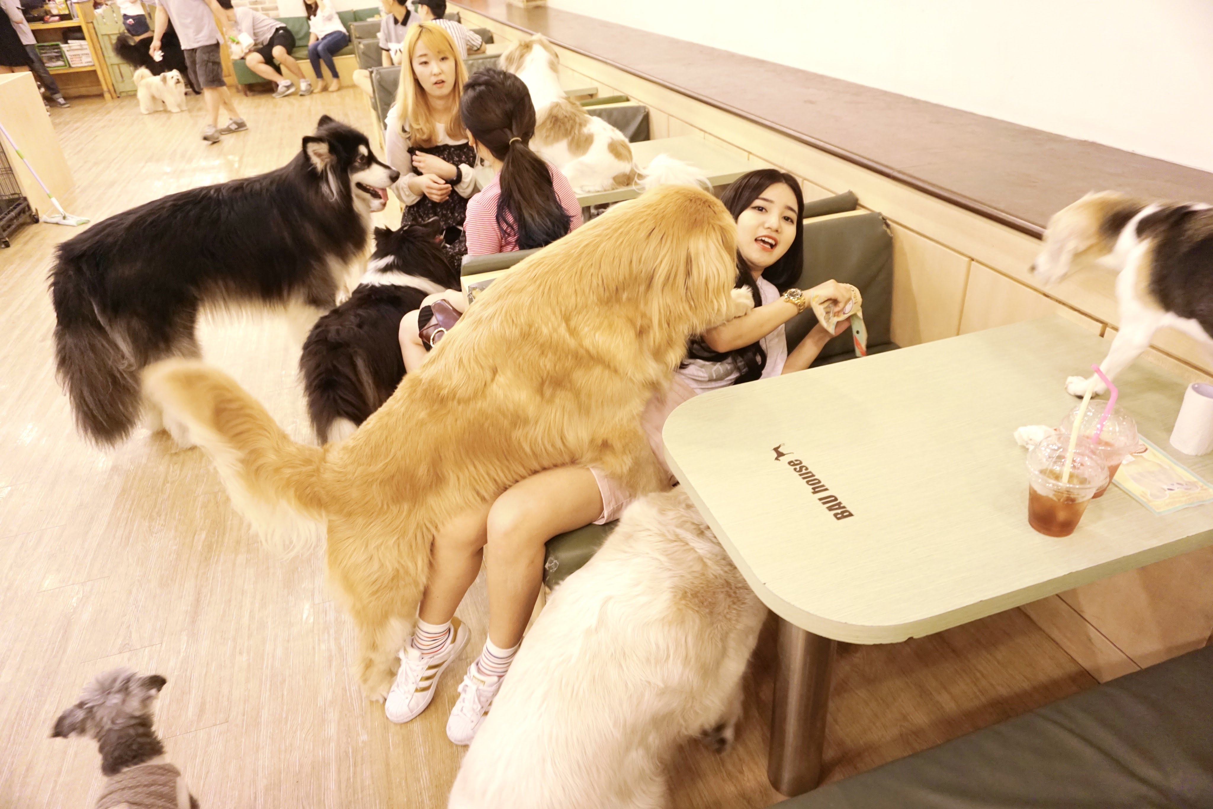 พาเที่ยว 바우하우스 Bau House Dog Cafe