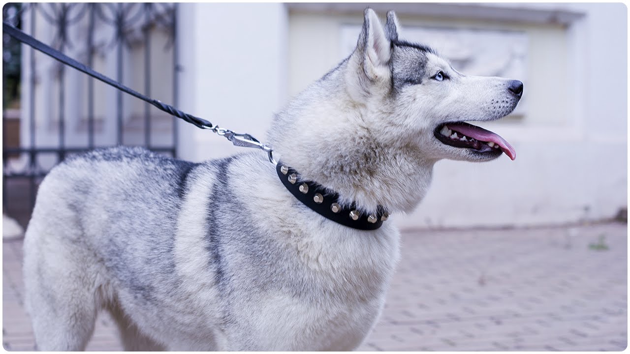 Beautiful Siberian Husky walking in “Daily Elegance” Leather Dog Collar