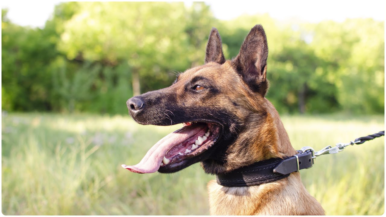 Belgian Malinois training obedience skills in Upgraded Comfort Leather Dog Collar
