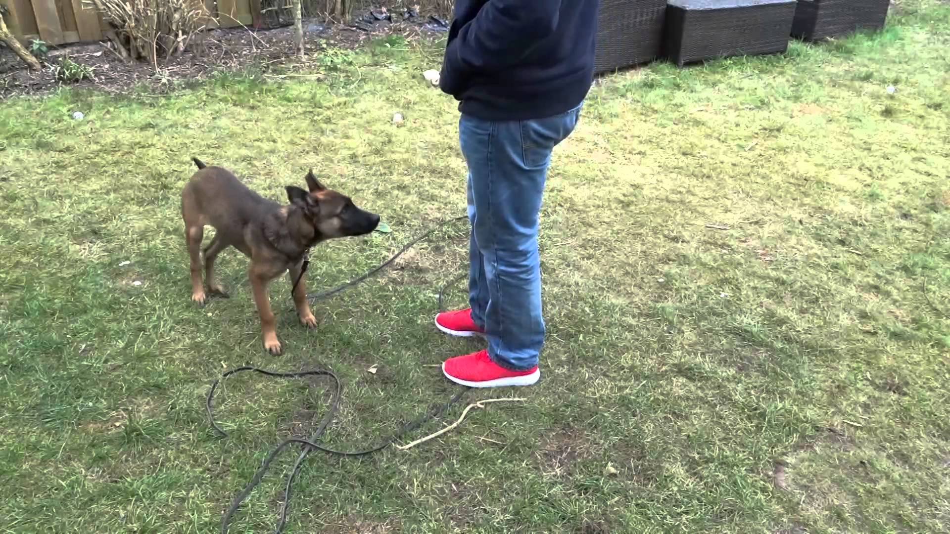 Bender retreiving small articles Deployment Dogs LLC