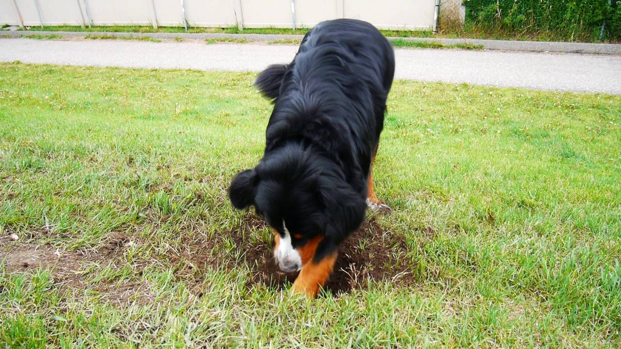 Bernese Mountain Dog digs the Gopher’s house