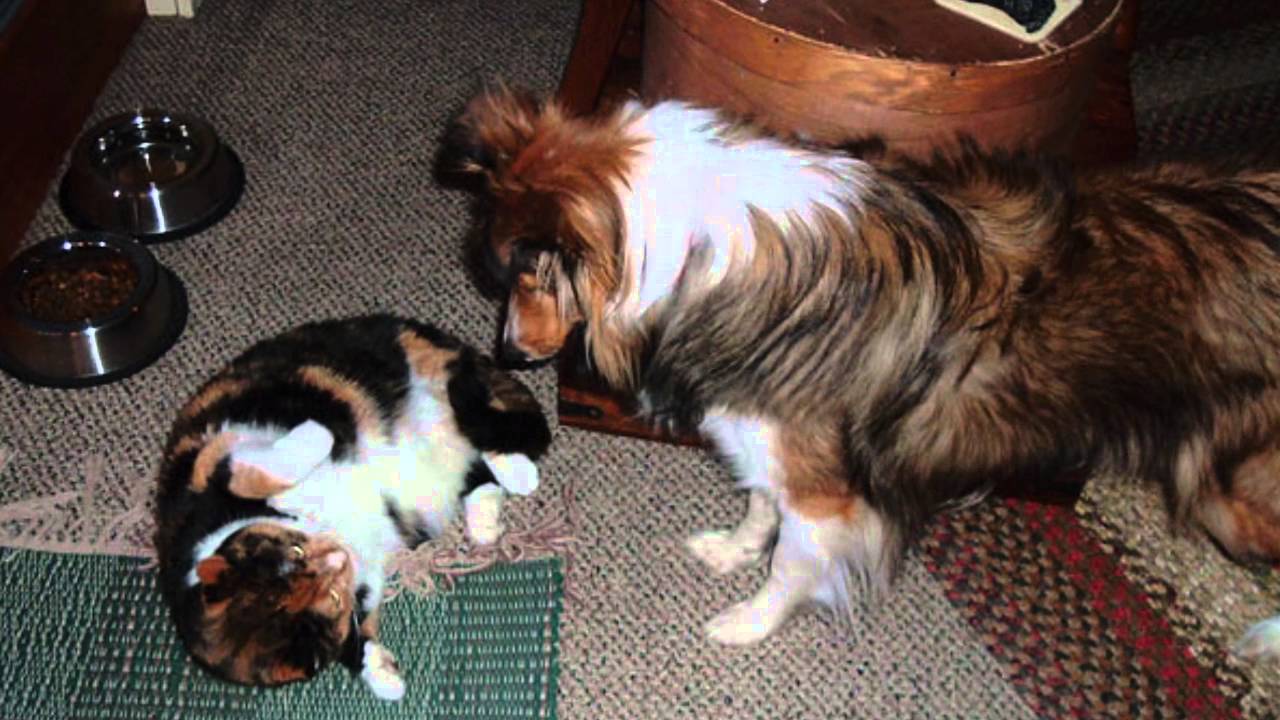 Best Cat Friendly Small Dogs