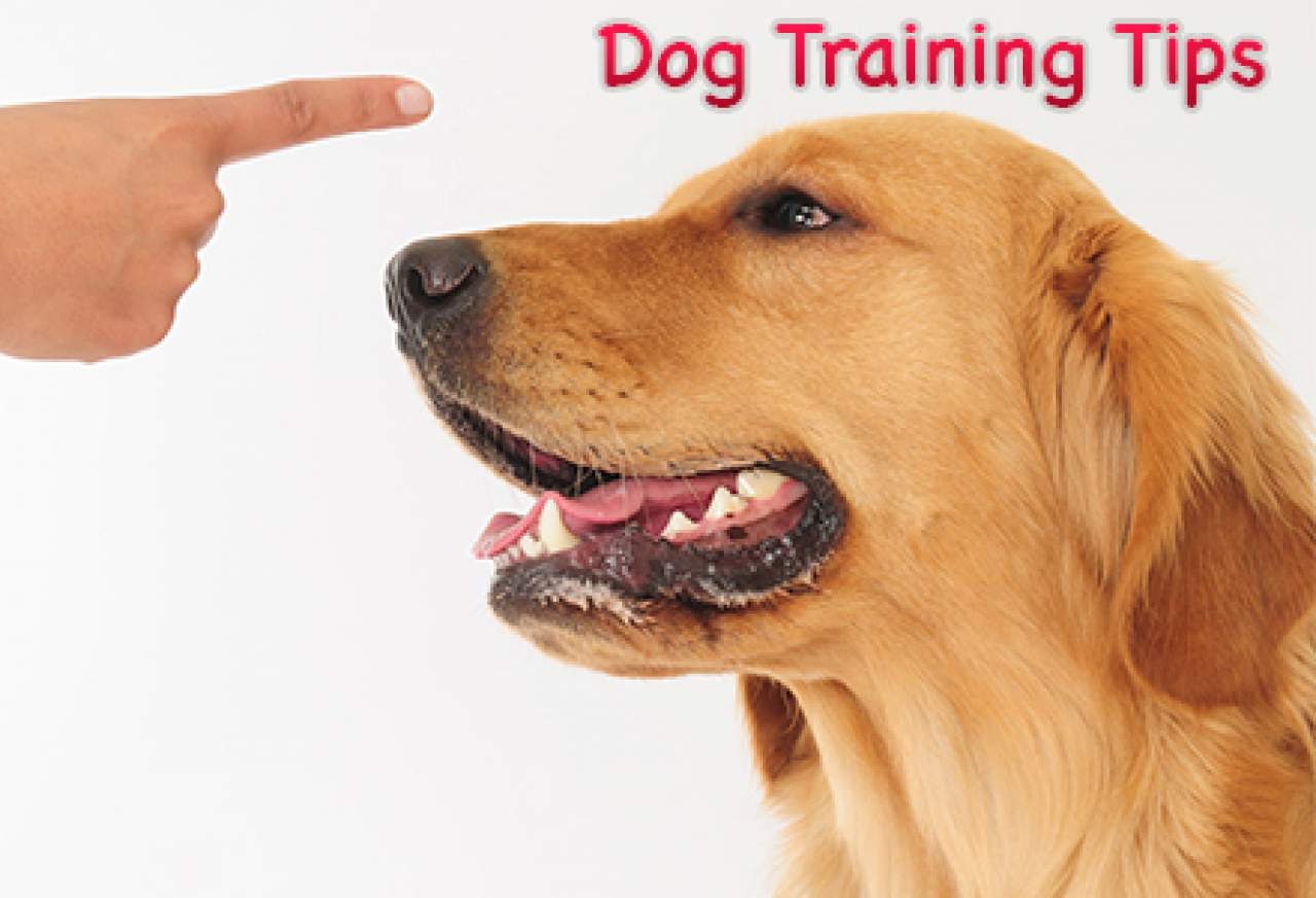 best dog training collar