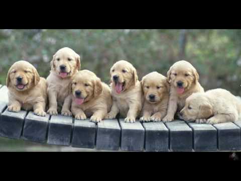 best dog training