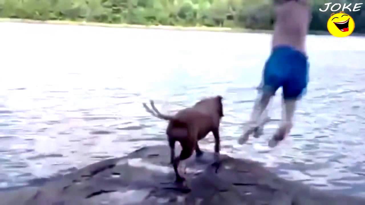 Best Funny Dog Vine Video