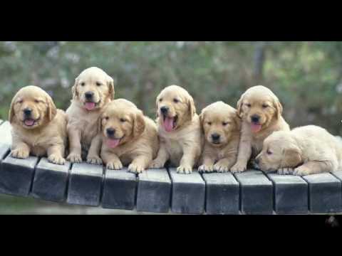 best of dog trainings