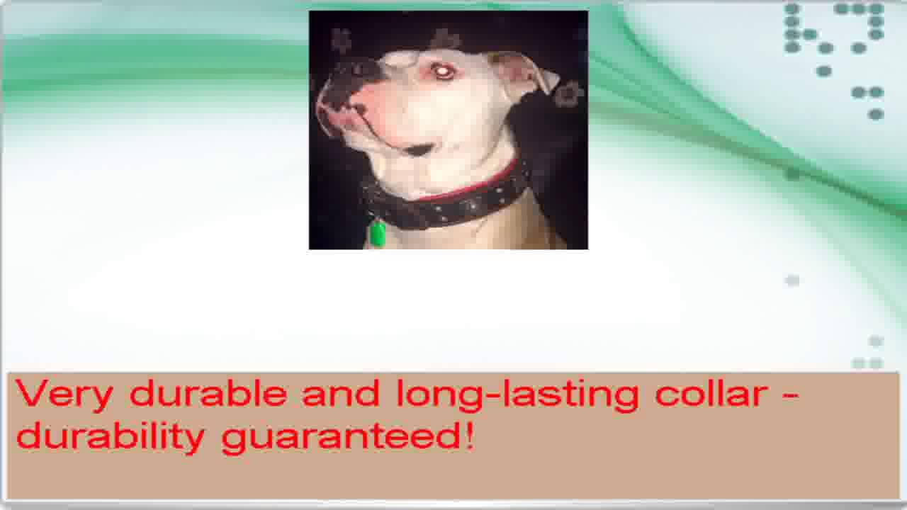 Bestia genuine leather dog collar Large breeds cane corso Rottweiler Boxer Bullmastiff Dogo Quality