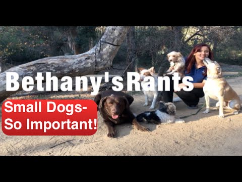Bethany’s rants with love-Small Dog Training – SO Important!