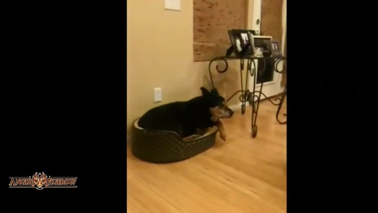 Big Dogs Small Beds Compilation HD