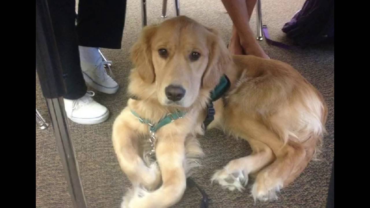 biggest dog trainings