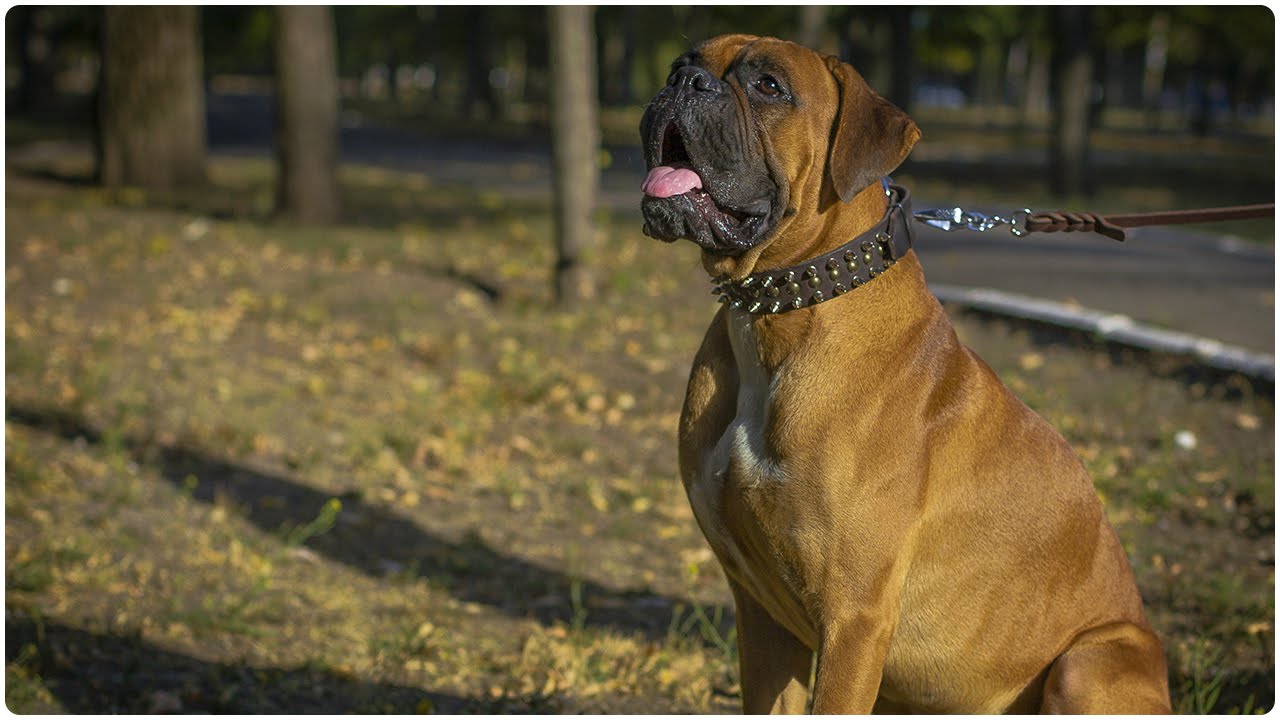 Boxer dog walking in Spiked and Studded Leather Dog Collar
