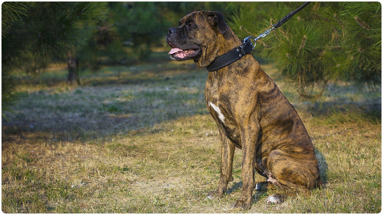 Boxer experience No More Rubbing with Padded Leather Dog Collar