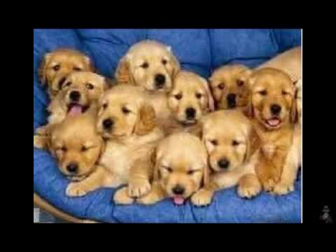brand name dog trainings
