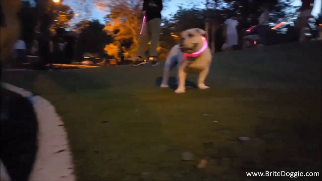 BriteDoggie  – Nighttime Safety LED Dog Collar