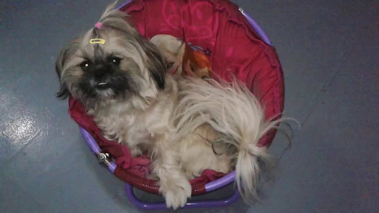 Budget Dog Bed for Small Dogs