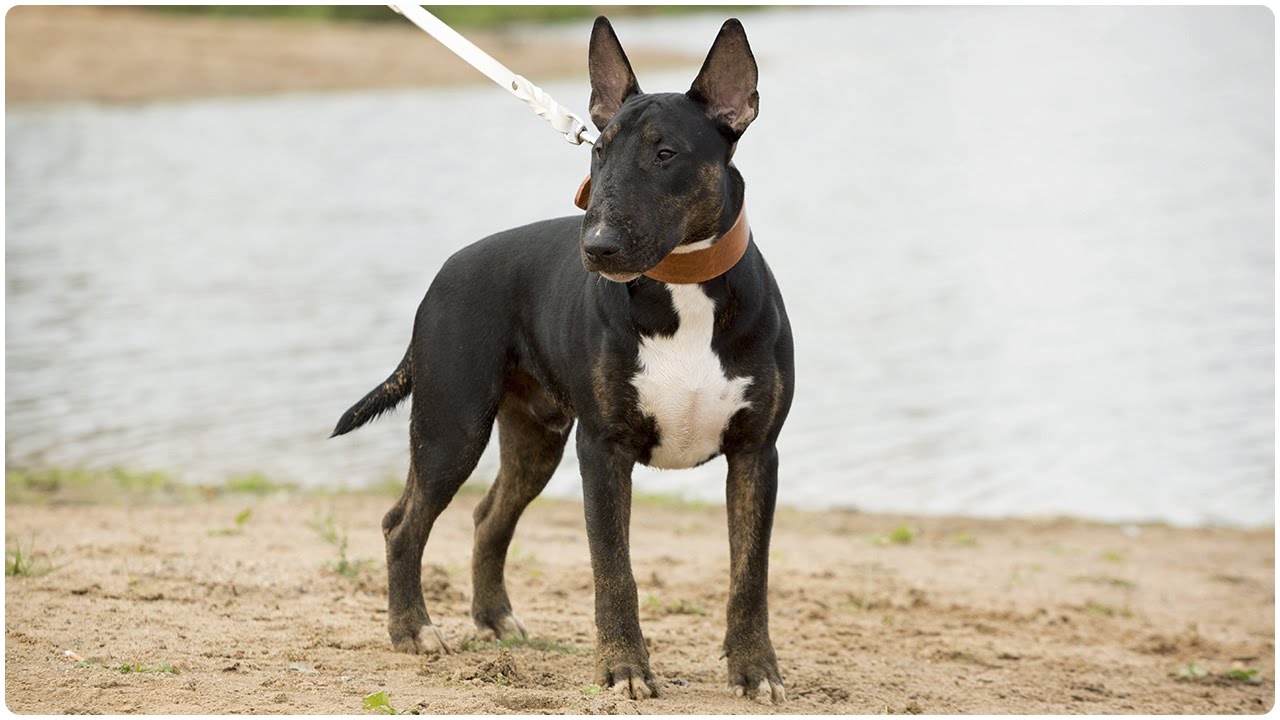 Bull Terrier gone crazy! Dog walking in Extra Wide Leather Dog Collar