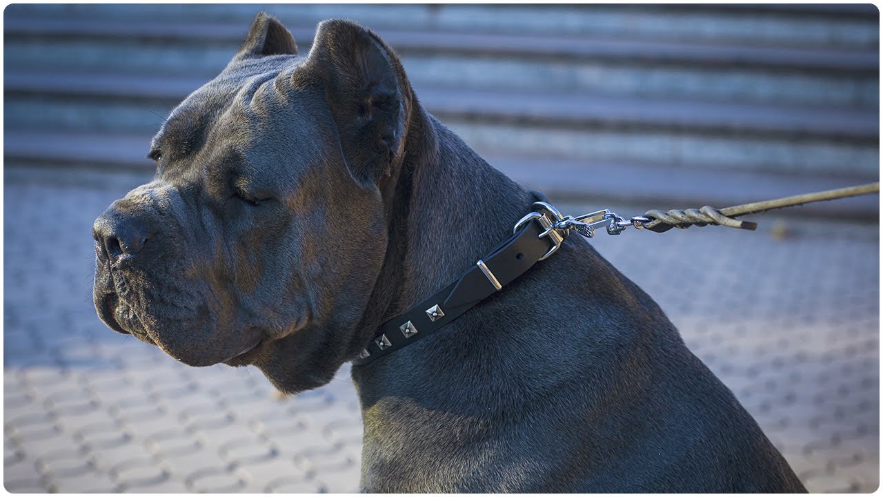 Cane Corso looks magnificent in Caterpillar Design Leather Dog Collar