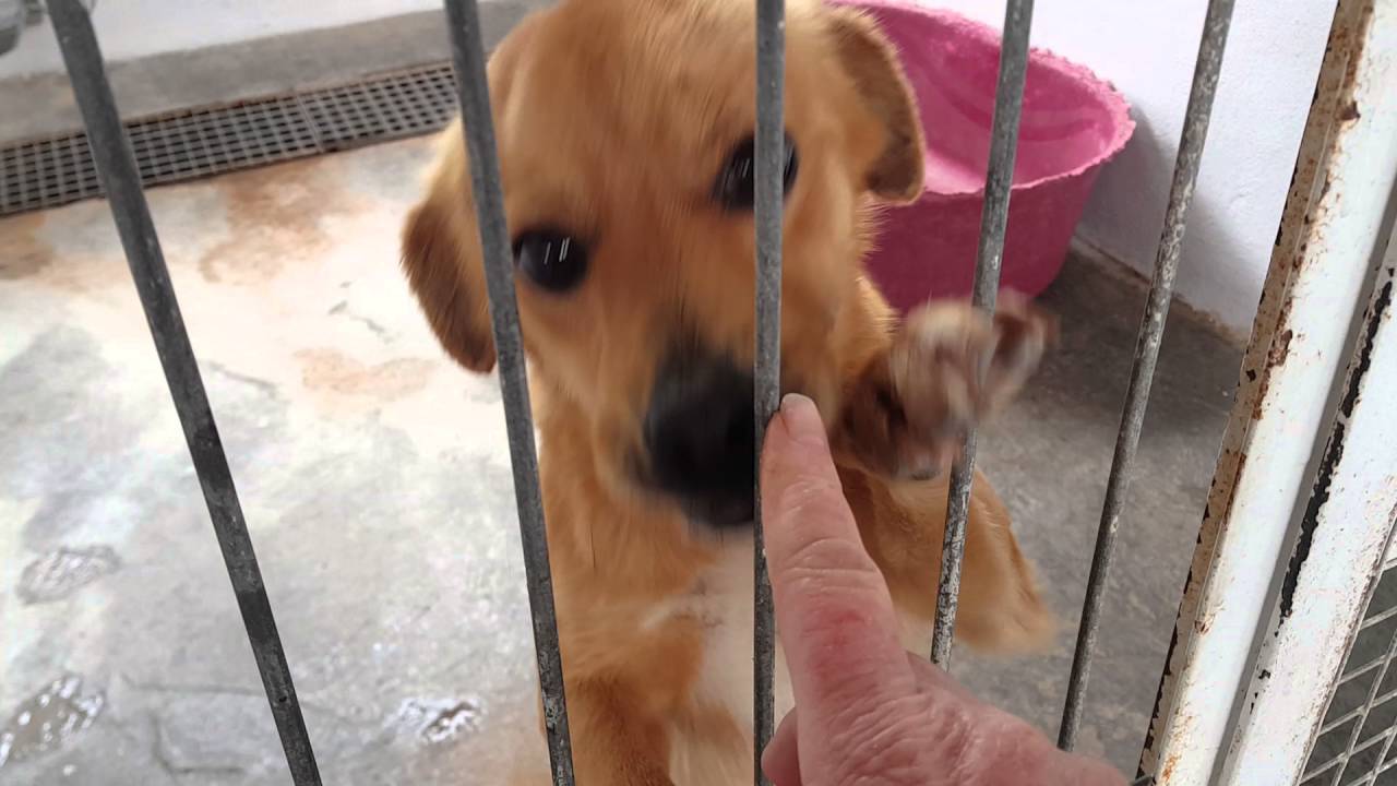 CASSIDY Small Male VALENCIA PERRERA DOGS 20 April 2016