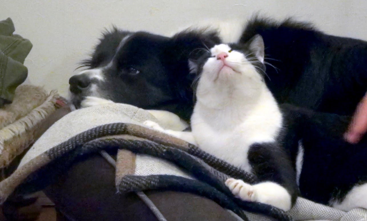 Cat and dog nap / parent and child? Brother? In matching clothes Border Collie and a cat