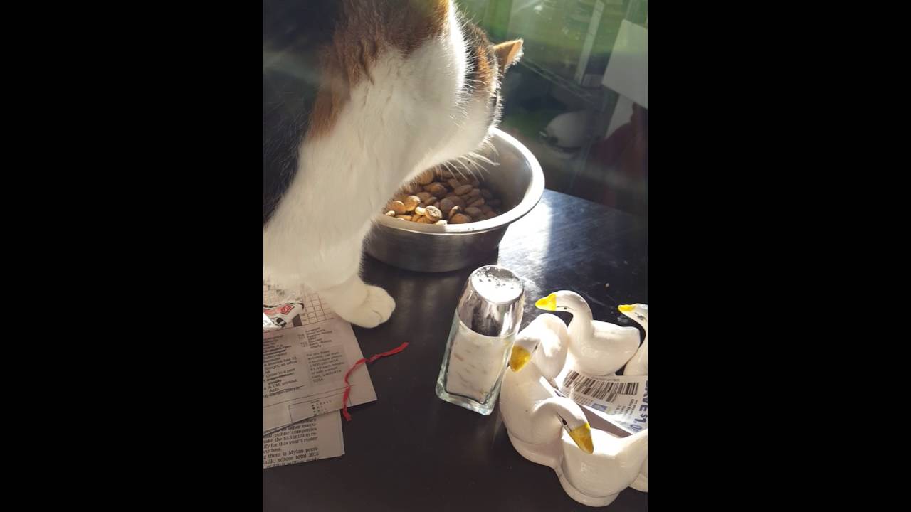 Cat eating dry Iams dog food