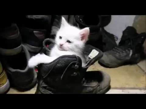 Cats And Dogs Squeezing Into Things – Cats In Small Boxes