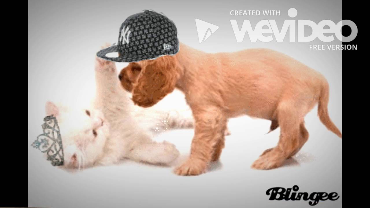Cats are better than dogs :