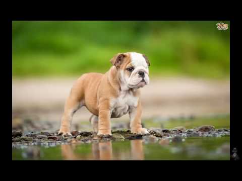 cheapest dog trainings