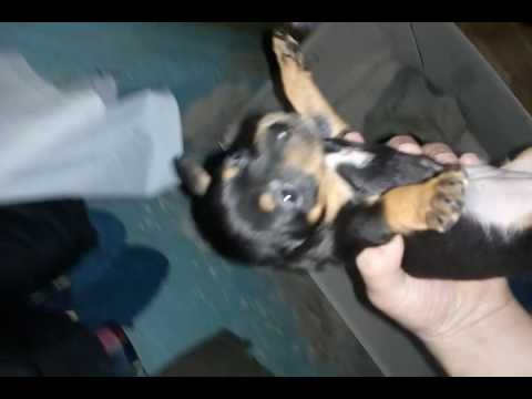 Chikhuakhua, small dogs