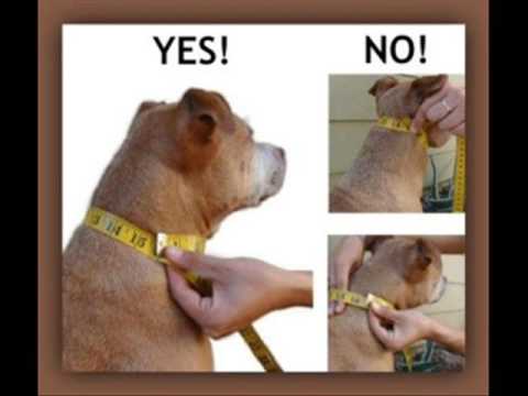Collars And Leashes For Small Dogs