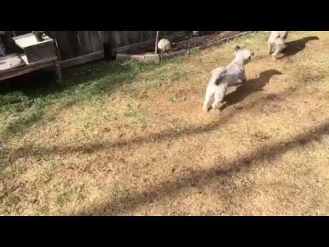 Copy of 2 small dogs playing
