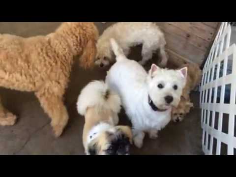 Copy of Small dogs everywhere!