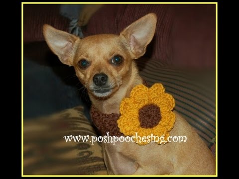 Crochet a Shell Stitch Dog Collar with A Big Flower