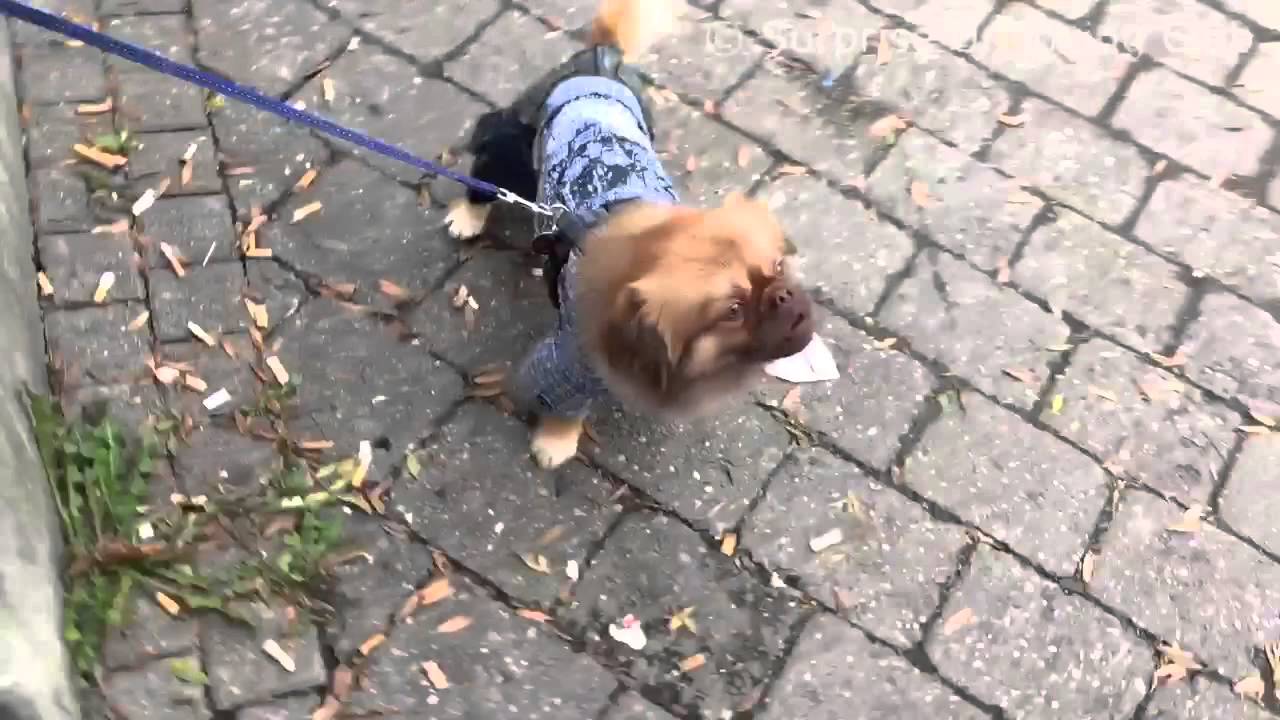 Cute dog with clothes on barks in front of shop
